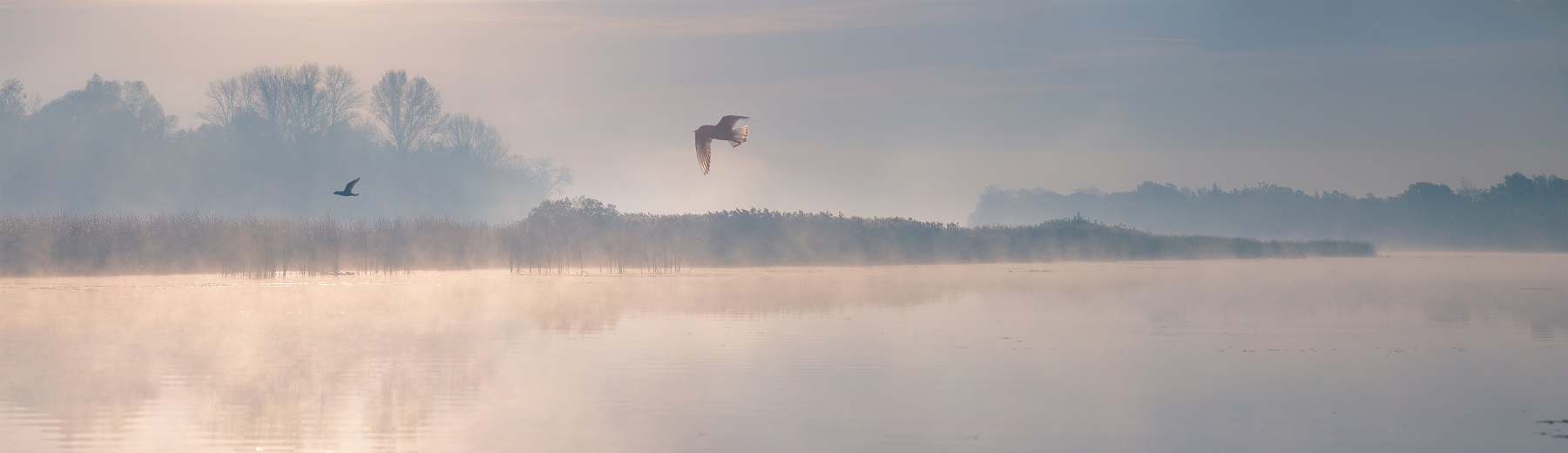 Vogel fliegt über den See